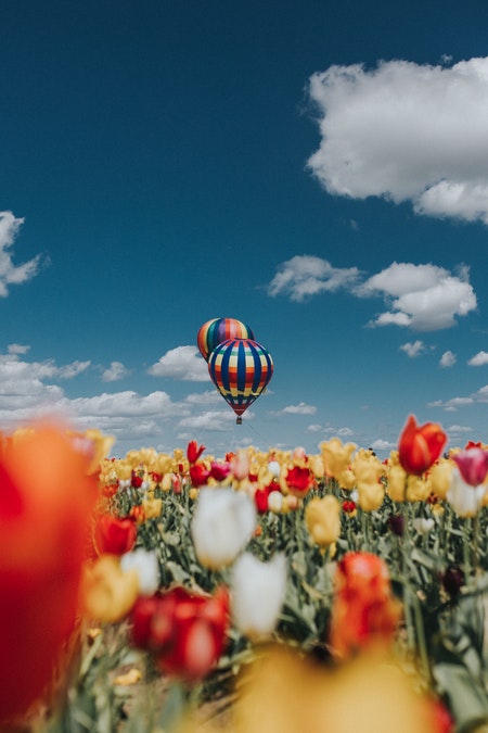 montgolfiere dans le ciel au dessus dun champ de tulipes